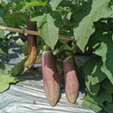 'Yu Zhusiqie 881' Hybrid Eggplant Seeds, 8g