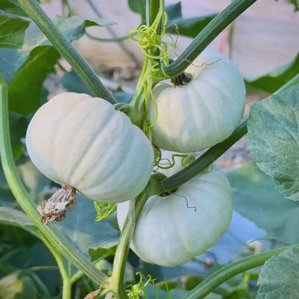 Tianzi Yubei White Baby Pumpkin, 5 Seeds