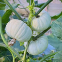 Tianzi Yubei White Baby Pumpkin, 5 Seeds