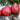 909 Wolford Wonder Tomato, 5 Seeds