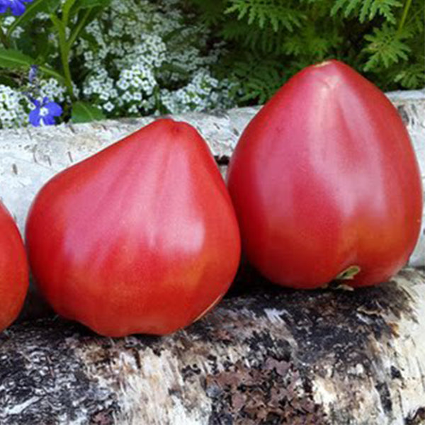 909 Wolford Wonder Tomato, 5 Seeds