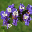Wavyleaf Sea Lavender (Blue) Seeds, 200 Seeds