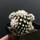 Mammillaria gracilis 'Arizona Snowcap', 2-3cm