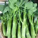 'Nongyan Yellow Flower' Chinese Kale Seeds, 20g