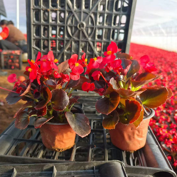 Bronze Leaf Red Flower Begonia, 50 Coated Seeds