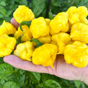KS Lemon Starrburst Pepper, 5 Seeds