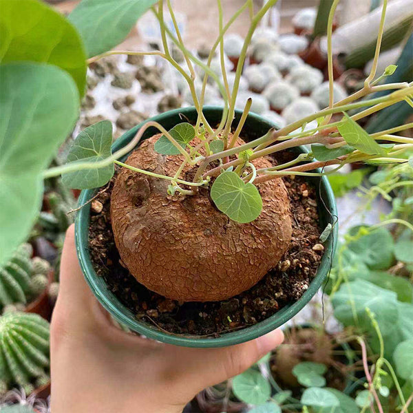 Stephania cepharantha Tuber