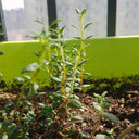 Mongolian Thyme Seeds, 250 Seeds