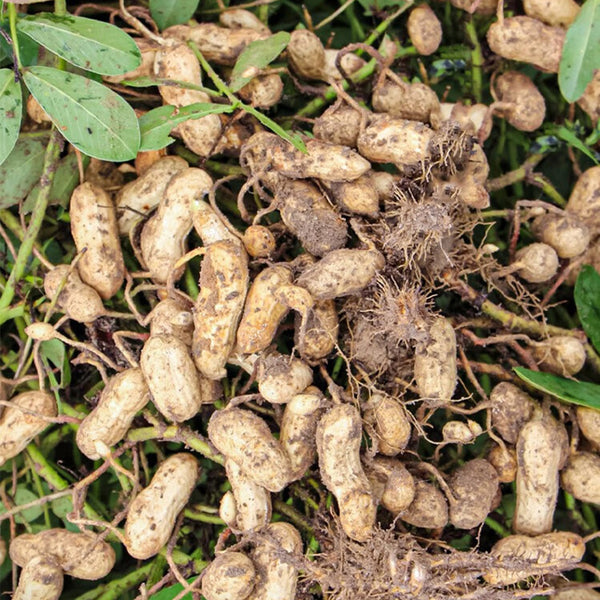 Lushou Peanut Seeds, 20 Seeds