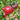 265 Cherokee Black Heart Tomato, 5 Seeds