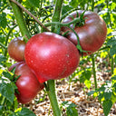 265 Cherokee Black Heart Tomato, 5 Seeds