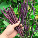 Fall Purple Kidney Bean Seeds, 10g Per Bag