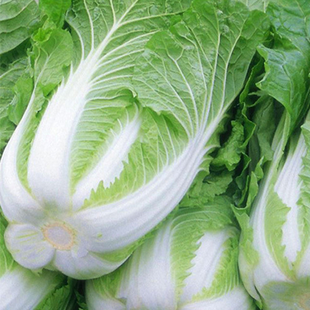 Shiny Green No.3 Chinese Cabbage Seeds, 5 × 4g Bags