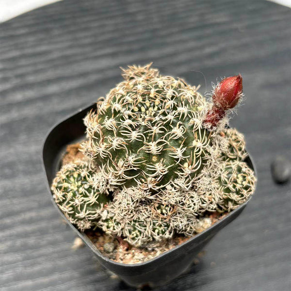 Echinopsis schieliana var. Unguispina, 3-4cm