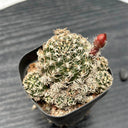 Echinopsis schieliana var. Unguispina, 3-4cm