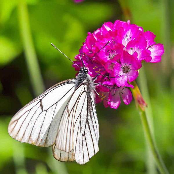 Sea Thrift Armeria Maritima, 10 Seeds