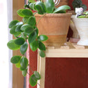 Hoya lukaensis, 5 Cuttings