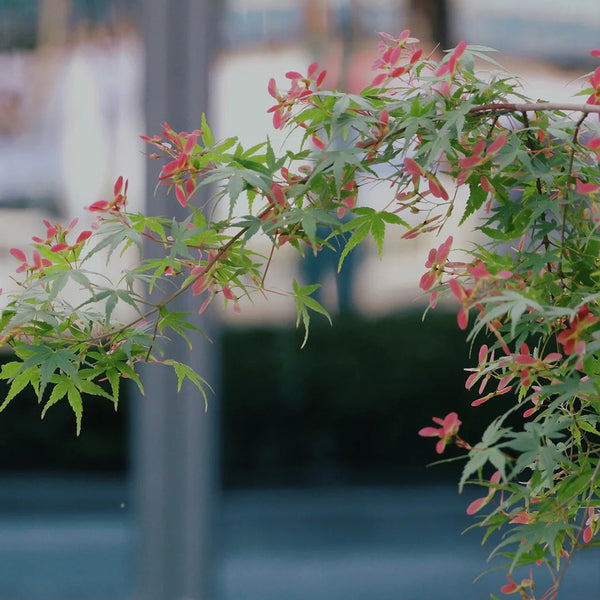 Shallow Lobed Green Leaf Japanese Maple, 100 Seeds