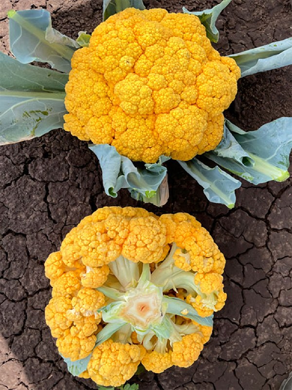 Cauliflower, Colourful Varieties