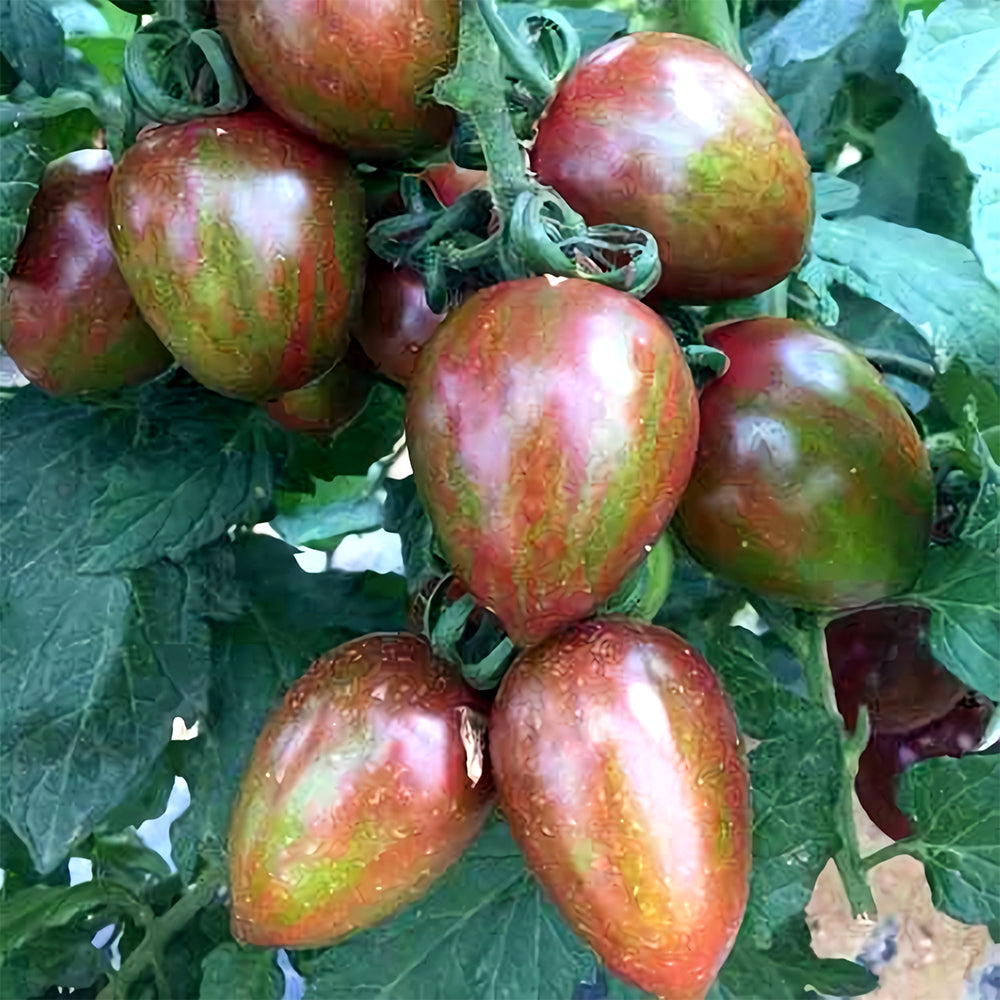 'Strawberry' Tomato Seeds