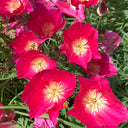 Eschscholzia californica Seeds