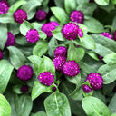 Dwarf Globe Amaranth Seeds