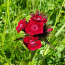 Red Sweet William Seeds, 500 Seeds