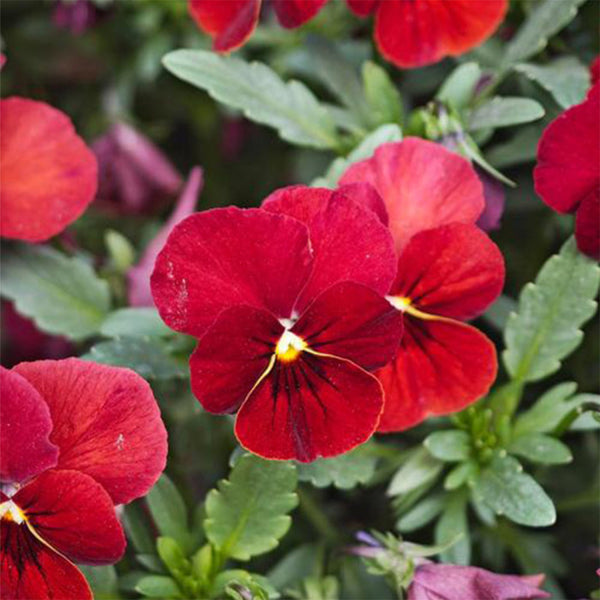 Hezhichun Pansy 'Vermilion Mole', 30 Seeds
