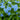 Blue Alpine Forget-Me-Not, 200 Seeds