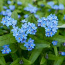 Blue Alpine Forget-Me-Not, 200 Seeds