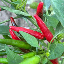 Tasty Upward-Growing Chili Pepper Seeds, 60 Seeds