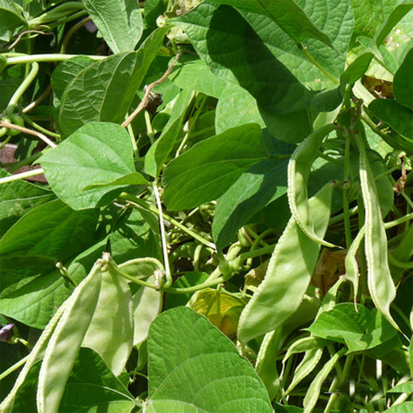 Early-maturing No.1 Hyacinth Bean Seeds, 10g