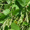Early-maturing No.1 Hyacinth Bean Seeds, 10g