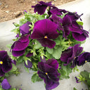 Super Bingo Series Purple Pansy Seeds, 100 Seeds