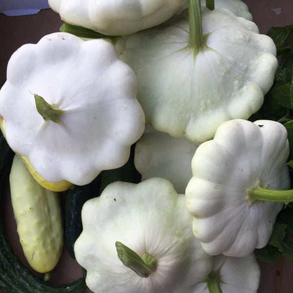 'White Flying Saucer' Gourd, 20 Seeds
