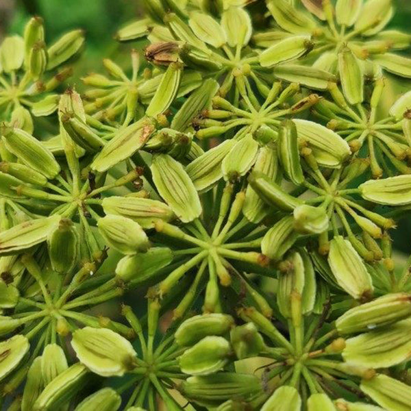 Japanese Ashitaba, 50 Seeds