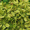 Japanese Ashitaba, 50 Seeds