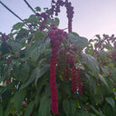 Red Love-Lies-Bleeding, 1000 Seeds