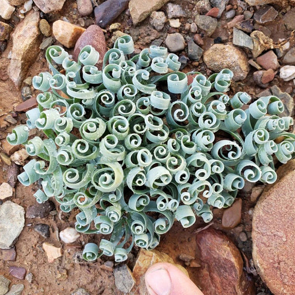 Broad-leaved Albuca Seeds, 100 Seeds