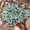 Broad-leaved Albuca Seeds, 100 Seeds