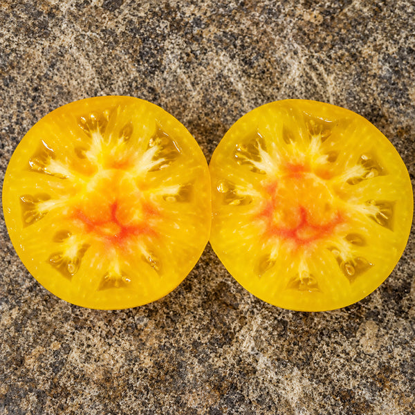 357 Casey's Pure Yellow Tomato, 5 Seeds