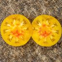 357 Casey's Pure Yellow Tomato, 5 Seeds