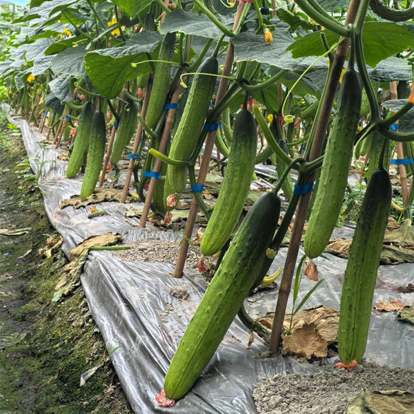 'Supreme' Long Drought Cucumber Seeds, 10g
