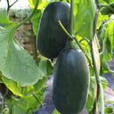 Flying No.8' Sweet Melon Hybrid F1 Seeds, 50 Seeds