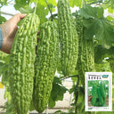 ‘Saibi’ Green Bitter Gourd Seeds, 20 Seeds