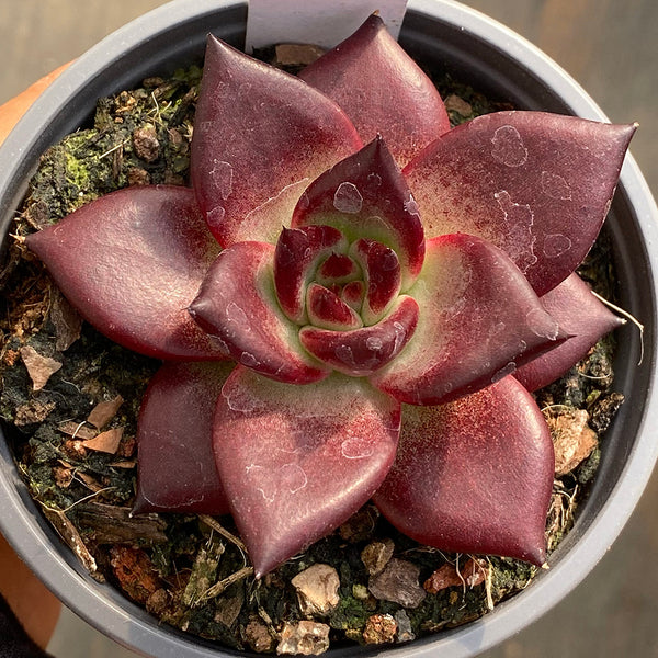 Echeveria cv. 'Robin', 2pcs x 1-head