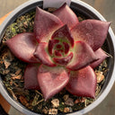 Echeveria cv. 'Robin', 2pcs x 1-head