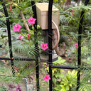 Pink Cypress Vine, 5 Seeds