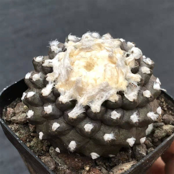 Copiapoa tenuissima f. monstruosa, 3-4cm