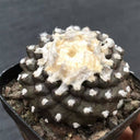Copiapoa tenuissima f. monstruosa, 3-4cm